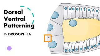 DORSAL VENTRAL PATTERNING IN DROSOPHILA ANIMATION [upl. by Eninahpets]