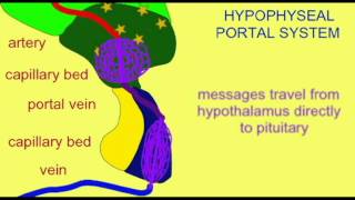 ENDOCRINE SYSTEM HYPOPHYSEAL PORTAL SYSTEM [upl. by Novy]