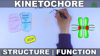 Kinetochore  Structure and Function [upl. by Oirretno]