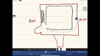 L1 anatomy testes and epididymis and spermatic cord repro 42 [upl. by Cogn]