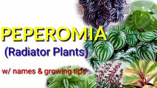 Peperomia Radiator Plants [upl. by Asirret]