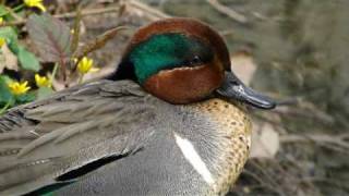 NY Botanical Garden Greenwinged teal [upl. by Nannaihr]