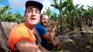 Banana Farming in Innisfail [upl. by Bruno]