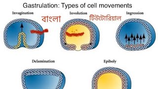 Gastrulation  types of cell movements  In Bangla l [upl. by Nairod]