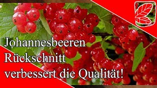 Johannisbeeren schneiden verbessert die Ernte [upl. by Farmer595]