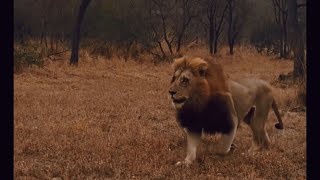 Plains Camp Male Lion was with Ottawa Pride when Mhangenis attacked  PCM tried to Protect Ottawas [upl. by Edwin189]