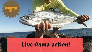 Hawaiis best live bait  Oama season 2023 [upl. by Gertruda47]