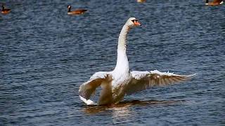 Magic 120fps slo mo Panasonic FZ200  Olympus TCON17X 17x teleconverter Swan [upl. by Anaiad842]