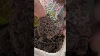 propagate begonia in soil from leaf cuttings shorts begonias [upl. by Devol]