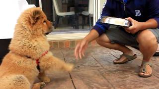 Chow Chow Simba at 4 Months [upl. by Hnacogn]