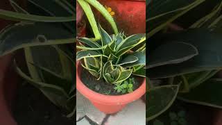 Snake plant 🌱🌿🌵🌴🌳🍀plants gardening viralvideo oxygen oxgenplantnature [upl. by Ocsecnarf]