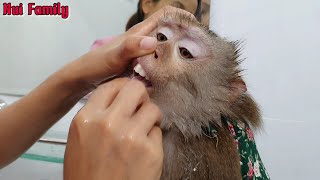 Super cute Nui monkey cleaning before sleeping [upl. by Kapoor188]