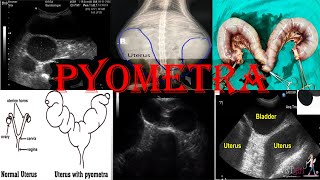 Understanding Pyometra in Pets Types Risks Causes treatment amp Prevention [upl. by Burnham]