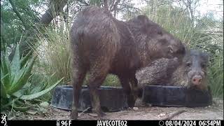 8624 Javelinas hang out at the water bowls [upl. by Lael80]