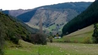 NZ farmer 1080 eyewitness account [upl. by Noirod]