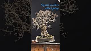 Dogwood Cornus mas bonsai without foliage marosbonsai yamadoribonsai [upl. by Gabi776]