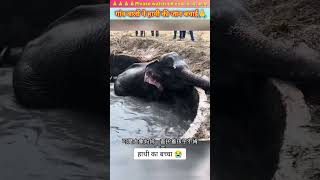 गांव वालों ने मिलकर हाथी के बच्चे की जान बचाई  animal animals animallover animalrescue [upl. by Esyak]