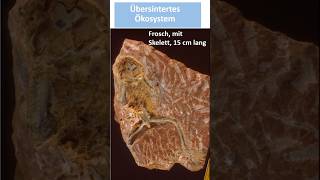 Ca 14 Millionen Jahre alte Lebewelt im Sinter erhalten [upl. by Notrab]