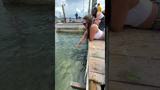 Wait for it… Feeding the tarpon at Robbie’s never disappoints robbiesofislamorada robbiesofisl [upl. by Massab]