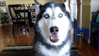 THIS SIBERIAN HUSKY DOG CAN ACTUALLY TALK [upl. by Nofpets]