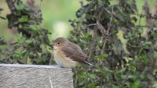 Redbreasted Flycatcher  The Isle of May  Fife  280924 [upl. by Mailiw343]