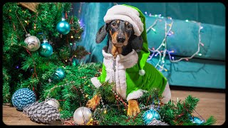 How Dog Grinch Stole Christmas Cute amp funny dachshund dog video [upl. by Ause735]