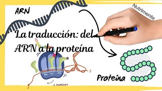 La TRADUCCIÓN del ARNm a la PROTEÍNA Síntesis de proteínas paso a paso [upl. by Ahsitam34]