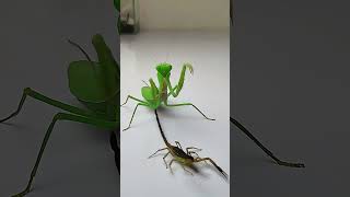 Praying Mantis vs Scorpion insects mantis scorpion animals [upl. by Aseram]