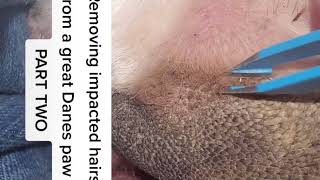 Removing impacted hairs from a great Danes paw Part TWO [upl. by Leddy]