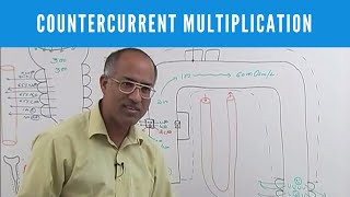 Urine Concentration and Dilution  Countercurrent Multiplication [upl. by Bluefarb]