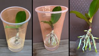 This tip helps orchids quickly take root and produce young leaves [upl. by Bohner]