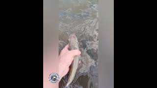 Liberando una Boga al Río pescaydevolucion bogas viralvideo pesca lineadepesca suscribete [upl. by Ennovoj]