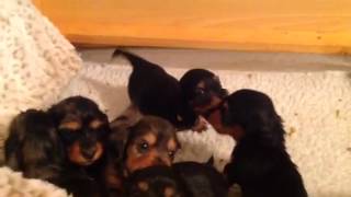 Long Haired Miniature Dachshund Puppies Playing  Harlequin Dachshunds [upl. by Zelma670]