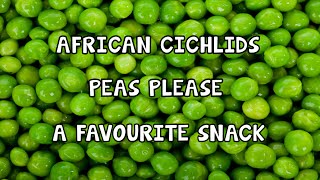 AFRICAN CICHLID│PEAS│SNACK [upl. by Lah]