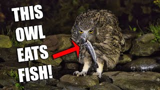 This Owl Eats Salmon [upl. by Orly]