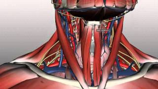 Neck Anatomy  Organisation of the Neck  Part 1 [upl. by Dreyer]