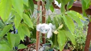 Air layering a magnolia champaca tree [upl. by Drice]