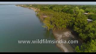 Sundarbans riverine delta coastline with mangrove swamps and cultivation aerial 4K [upl. by Penelope]