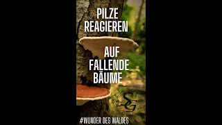 Pilze reagieren auf fallende Bäume [upl. by Brenda516]