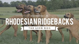 ALL ABOUT RHODESIAN RIDGEBACKS THE AFRICAN LION HUNTING DOG [upl. by Laeira257]