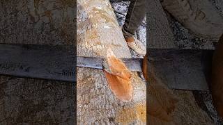 Peeling bark using a macheteshortwoodwoodworking [upl. by Giglio]