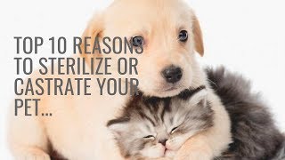 Top 10 Reasons to Sterilize or Castrate Your Pet [upl. by Flossy]