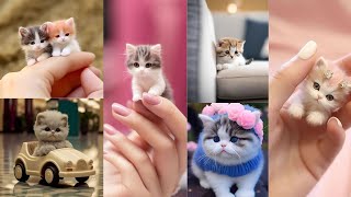 Cute Cat Dp Images  Dpz Pics  Whatsapp Dp Images ✨ Beautiful Cat Pics 💫 ll Unique Dps 🐈🌼🦋♥️ [upl. by Hinkel]