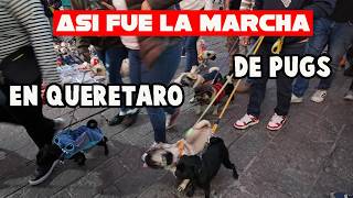 MARCHA PUGMANIA en QUERÉTARO 2024 DESFILE de PERROS PUGS [upl. by Notniv]