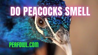 Do Peacocks Smell Peacock Minute peafowlcom [upl. by Namurt876]