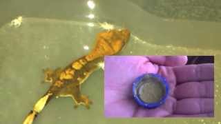 How to Get your Gecko to eat CGD crested gecko diet amp feeding video [upl. by Llerruj]