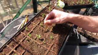 1 of 2 How to Start Peas in Peat TraysPots You Can Transplant the Trays  MFG 2014 [upl. by Atthia]