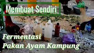 Cara Mudah Membuat sendiri Pakan Ayam Murah Berkualitas  Fermentasi Pakan Ayam Kampung [upl. by Esyahc]