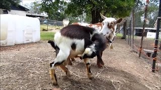 Autofellatio Oral Self Stimulation in Male Goats [upl. by Eimmac63]