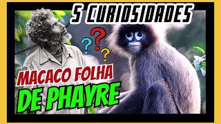 5 curiosidades interessantes sobre o MacacosfolhadePhayre [upl. by Carthy]